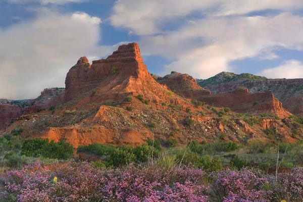 Canvas Print: Feather Dalea, Caprock Canyons State Park, Texas by Tim Fitzharris