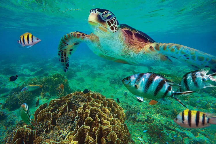 Green Sea Turtle And Sergeant Major Damselfish Group, Negros Oriental, Philippines