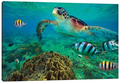 Green Sea Turtle And Sergeant Major Damselfish Group, Negros Oriental, Philippines Canvas Art Print - Underwater Art