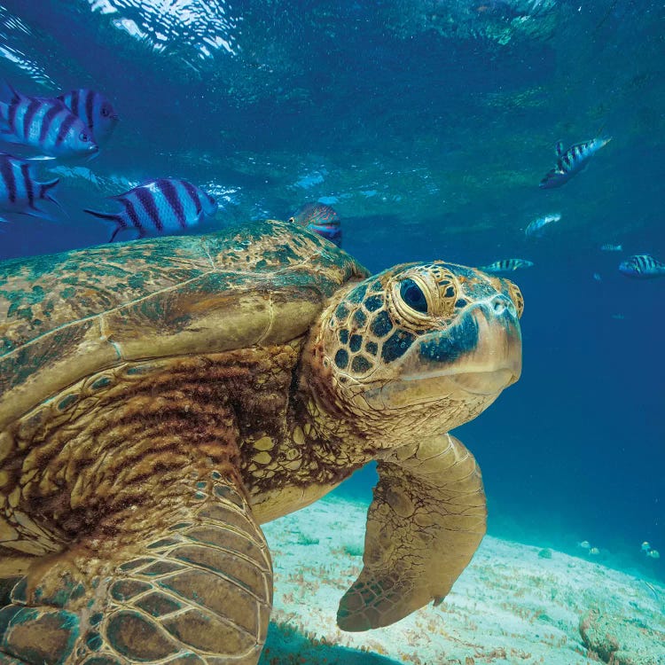 Green Sea Turtle, Balicasag Island, Philippines