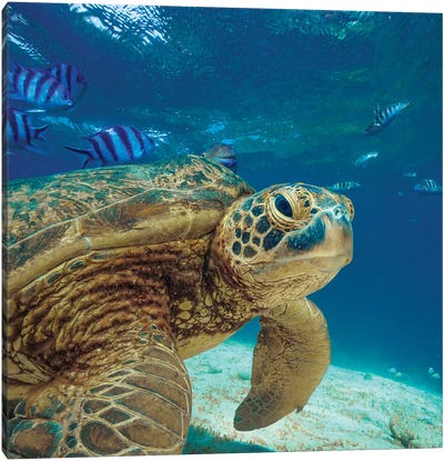 Green Sea Turtle, Balicasag Island, Philippines Canvas Art Print - Reptile & Amphibian Art