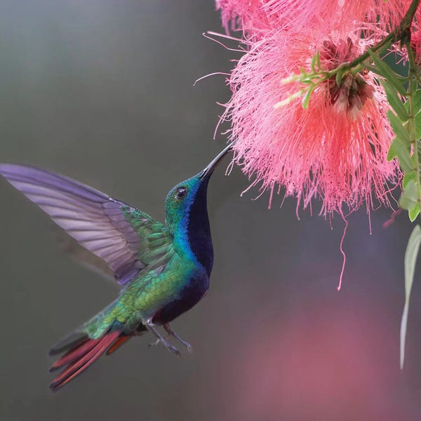 Caribbean: Green-Throated Mango Feeding, Trinidad by Tim Fitzharris