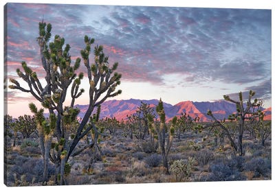 Joshua Trees And Little San Bernardino Mountains, Joshua Tree National Park, California Canvas Art Print - Mountain Sunrise & Sunset Art