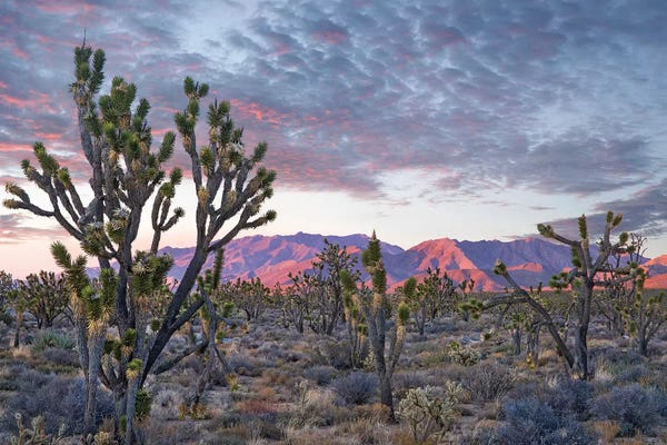 Mountain Sunrises & Sunsets: Joshua Trees And Little San Bernardino Mountains, Joshua Tree National Park, California by Tim Fitzharris