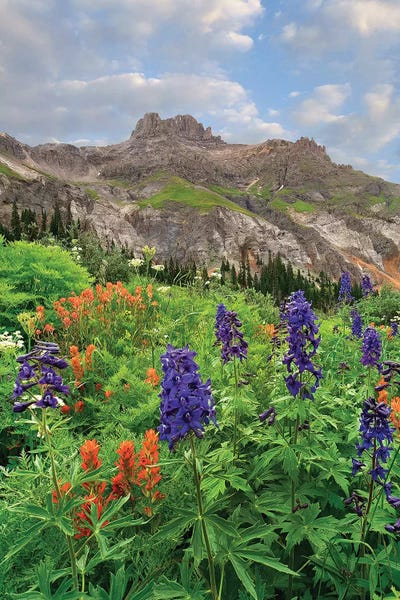 Colorado: Larkspur And Paintbrush, Yankee Boy Basin, San Juan Mts, Colorado by Tim Fitzharris