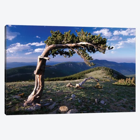 Bristlecone Pine, Mt Evans, Colorado Canvas Print #TFI134} by Tim Fitzharris Art Print