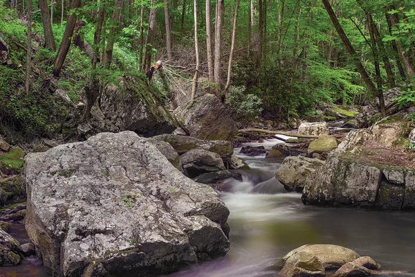 Virginia: Little Stony Creek, Jefferson Nf, Virginia by Tim Fitzharris