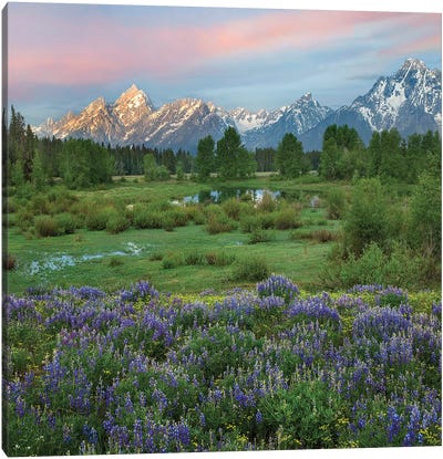 Lupine In Meadow, Grand Teton National Park, Wyoming Canvas Art Print - National Park Art