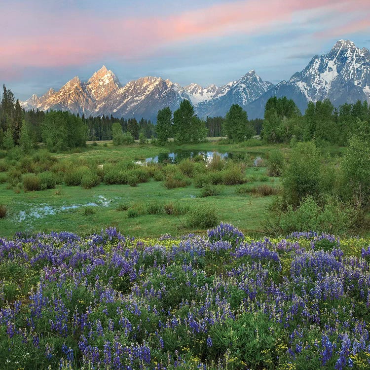 Lupine In Meadow, Grand Teton National Park, Wyoming