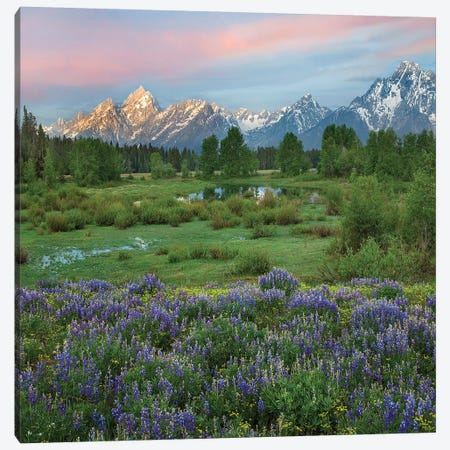 Lupine In Meadow, Grand Teton National Park, Wyoming Canvas Print #TFI1359} by Tim Fitzharris Canvas Art Print