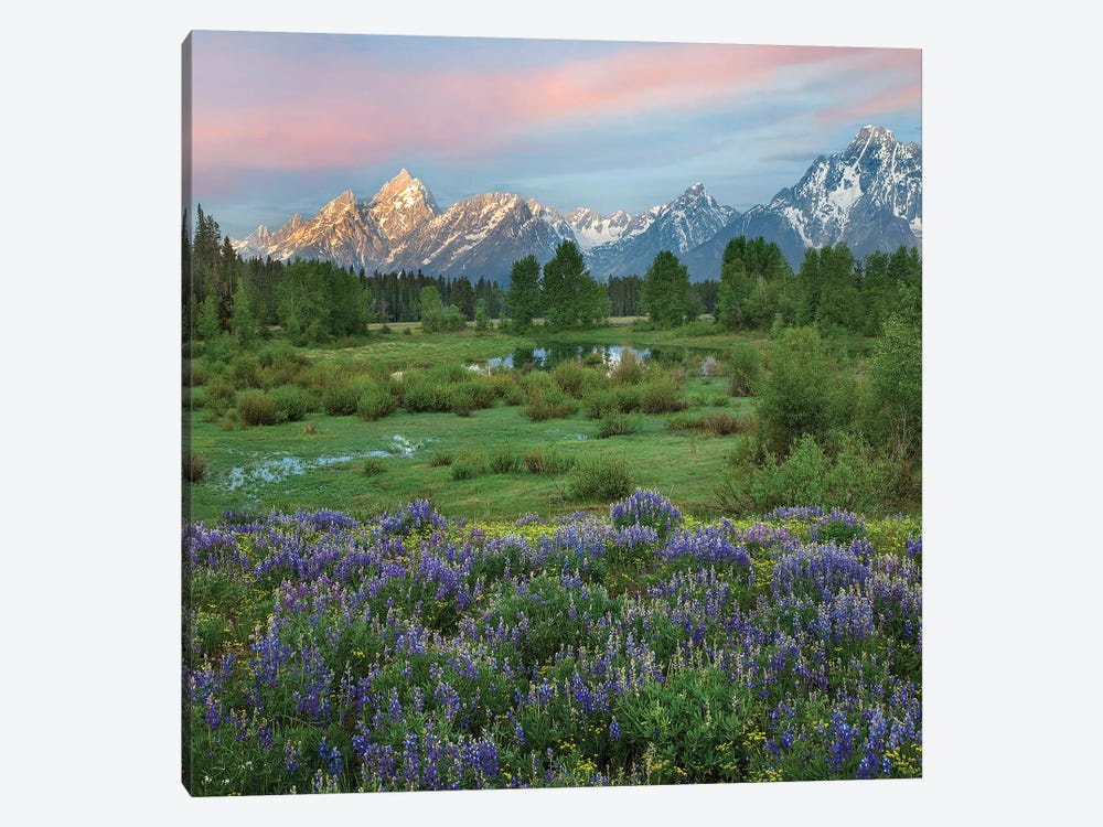 Lupine In Meadow, Grand Teton National Park, Wyoming by Tim Fitzharris 1-piece Canvas Art Print