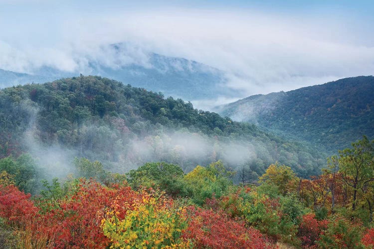 Broadleaf Forest In Fall Colors As Seen From Buck Hollow Overlook, Skyline Drive, Shenandoah National Park, Virginia