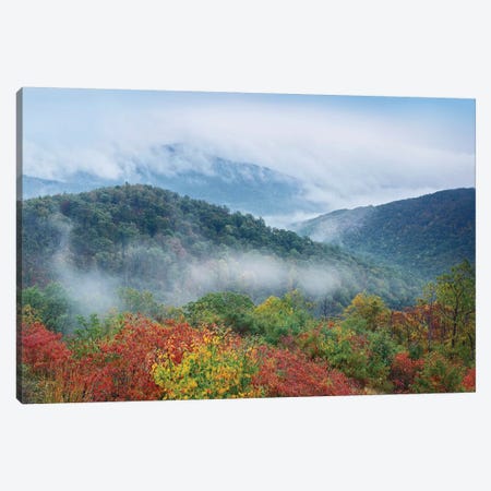 Broadleaf Forest In Fall Colors As Seen From Buck Hollow Overlook, Skyline Drive, Shenandoah National Park, Virginia Canvas Print #TFI135} by Tim Fitzharris Art Print
