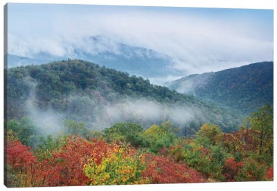 Broadleaf Forest In Fall Colors As Seen From Buck Hollow Overlook, Skyline Drive, Shenandoah National Park, Virginia Canvas Art Print - Virginia Art
