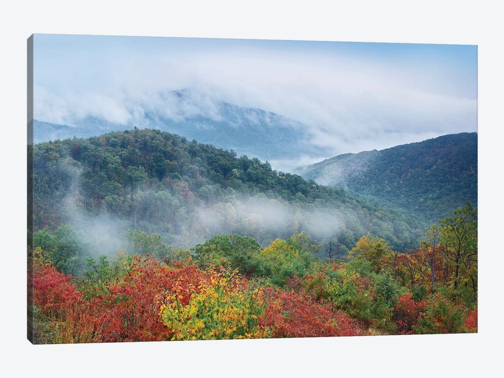 Broadleaf Forest In Fall Colors As Seen From Buck Hollow Overlook, Skyline Drive, Shenandoah National Park, Virginia by Tim Fitzharris 1-piece Art Print