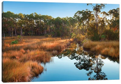 Marsh And Trees At Sunrise, Saint Joseph Peninsula, Florida Canvas Art Print - Marsh & Swamp Art