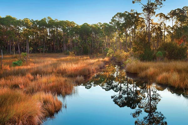 Minden Pictures: Marsh And Trees At Sunrise, Saint Joseph Peninsula, Florida by Tim Fitzharris