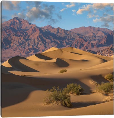Mesquite Flat Sand Dunes, Death Valley National Park, California Canvas Art Print - Death Valley National Park