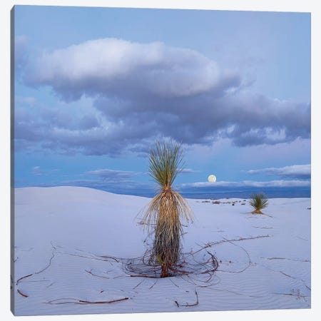 Moon And Soaptree Yucca, White Sands Nm, New Mexico Canvas Print #TFI1374} by Tim Fitzharris Canvas Artwork