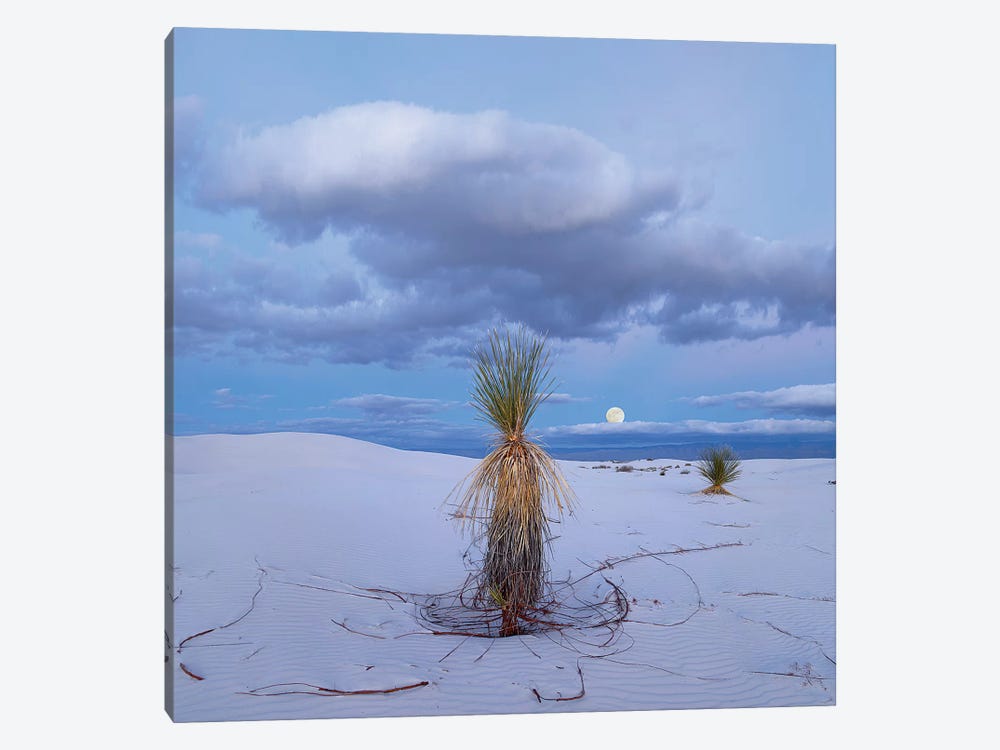Moon And Soaptree Yucca, White Sands Nm, New Mexico 1-piece Canvas Artwork