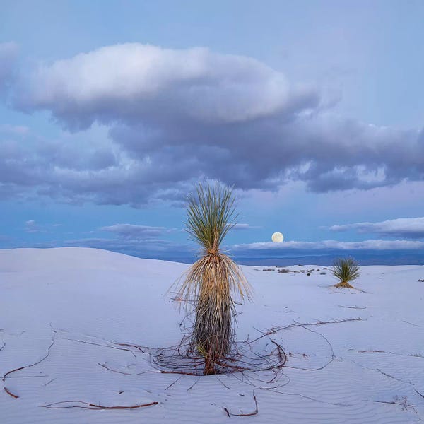 New Mexico: Moon And Soaptree Yucca, White Sands Nm, New Mexico by Tim Fitzharris