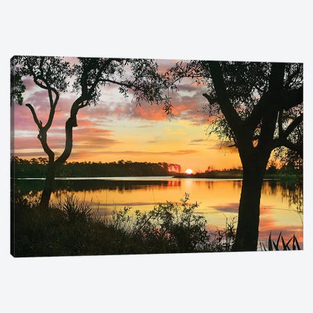 Oaks At Sunrise, Ochlockonee River, Ochlockonee River State Park, Florida Canvas Print #TFI1388} by Tim Fitzharris Canvas Artwork