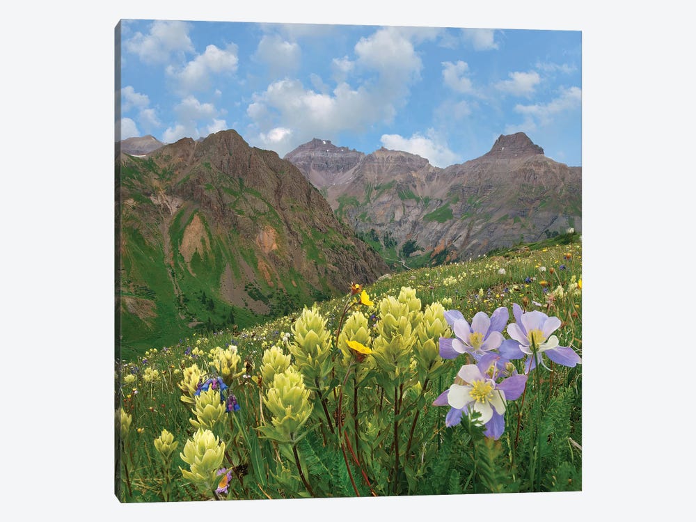 Paintbrush And Columbine, Governor Basin, Colorado by Tim Fitzharris 1-piece Canvas Art