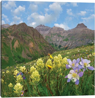 Paintbrush And Columbine, Governor Basin, Colorado Canvas Art Print - Colorado Art