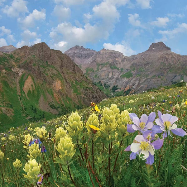 Colorado: Paintbrush And Columbine, Governor Basin, Colorado by Tim Fitzharris