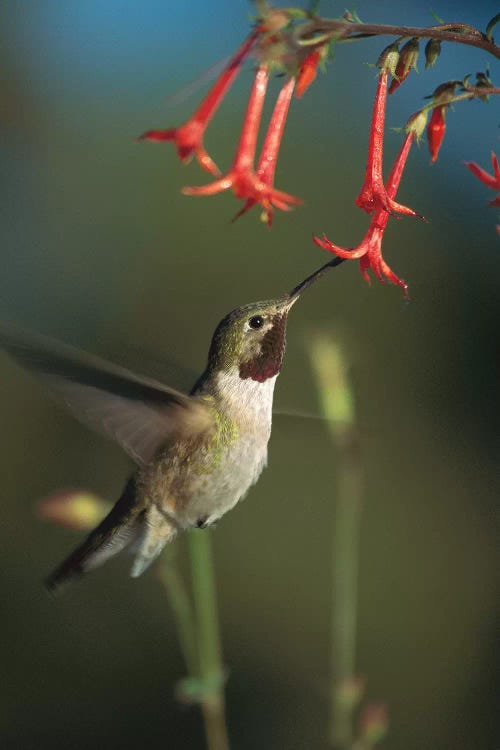 Broad-Tailed Hummingbird Feeding On Scarlet Gilia Flowers, New Mexico