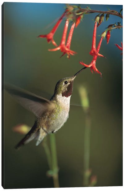 Broad-Tailed Hummingbird Feeding On Scarlet Gilia Flowers, New Mexico Canvas Art Print - New Mexico Art