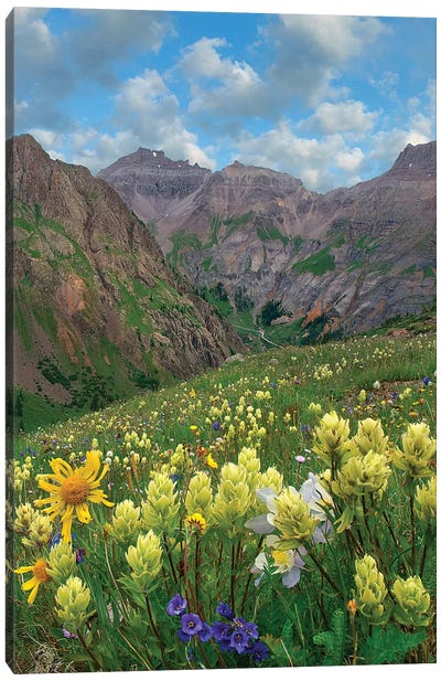 Paintbrush, Governor Basin, Colorado Canvas Art Print - Tim Fitzharris