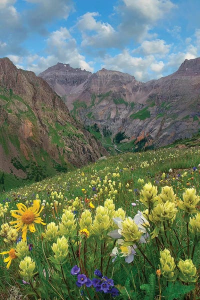 Colorado: Paintbrush, Governor Basin, Colorado by Tim Fitzharris
