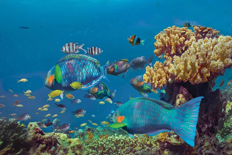 Parrotfish, Anemonefish, And Sergeant Major Damselfish, Bohol Island, Philippines