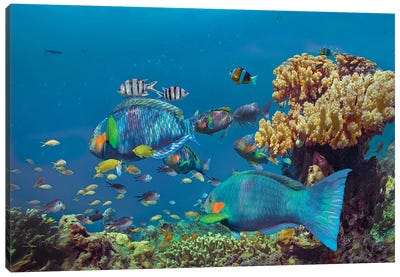 Parrotfish, Anemonefish, And Sergeant Major Damselfish, Bohol Island, Philippines Canvas Art Print - Philippines
