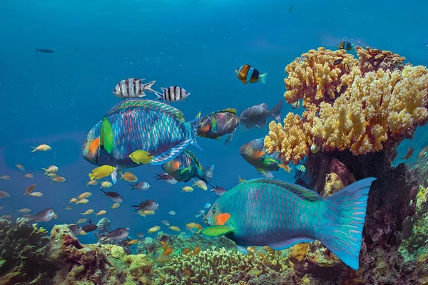 Philippines: Parrotfish, Anemonefish, And Sergeant Major Damselfish, Bohol Island, Philippines by Tim Fitzharris