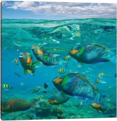 Parrotfish, Damselfish, Sergeant Major Damselfish And Basslets, Negros Oriental, Philippines Canvas Art Print - Bass