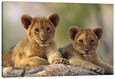 African Lion Cubs, Hwange National Park, Zimbabwe Canvas Art Print - Lion Art