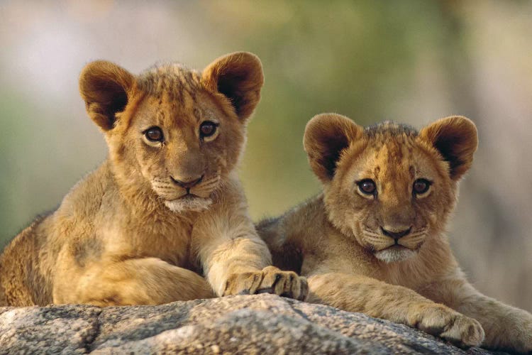 African Lion Cubs, Hwange National Park, Zimbabwe