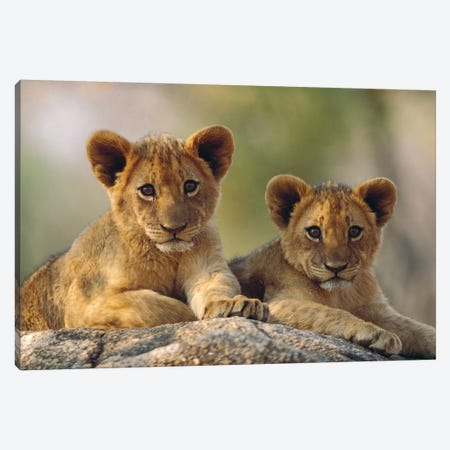 African Lion Cubs, Hwange National Park, Zimbabwe Canvas Print #TFI13} by Tim Fitzharris Canvas Print