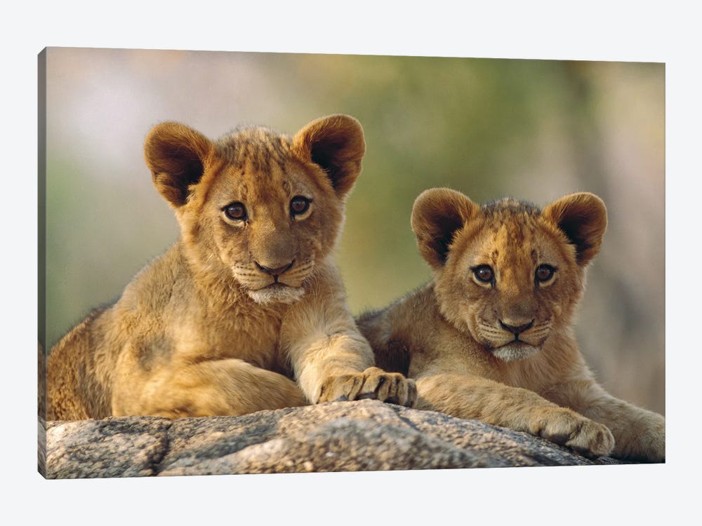 African Lion Cubs, Hwange National Park, Zimbabwe by Tim Fitzharris 1-piece Canvas Artwork