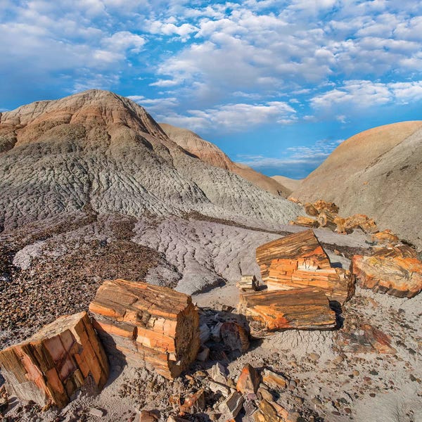 Minden Pictures: Petrified Logs, Blue Mesa, Petrified Forest National Park, Arizona by Tim Fitzharris