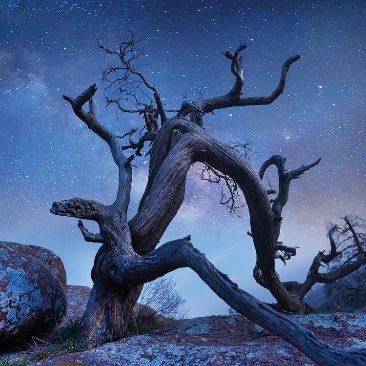 Pine Tree At Night, Mount Scott, Wichita Mountains Nwr, Oklahoma