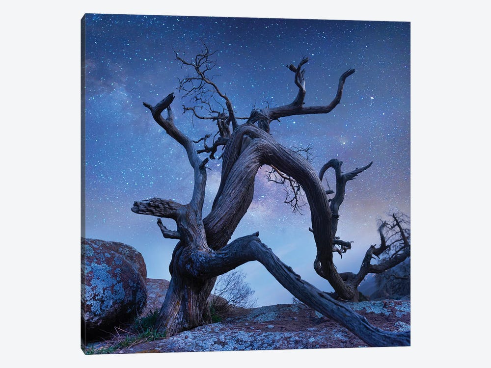 Pine Tree At Night, Mount Scott, Wichita Mountains Nwr, Oklahoma by Tim Fitzharris 1-piece Canvas Print
