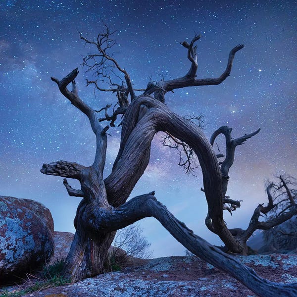 Pine Tree At Night, Mount Scott, Wichita Mountains Nwr, Oklahoma