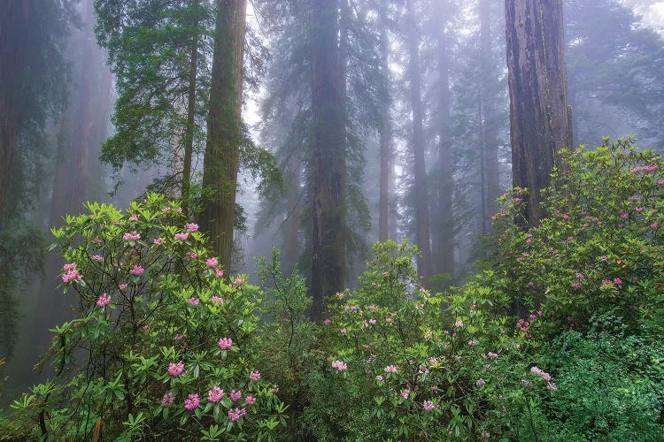 Rhododendron And Coast Redwoods In Fog, Redwood National Park, California