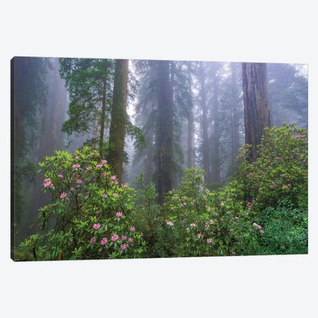 Rhododendron And Coast Redwoods In Fog, Redwood National Park, California Canvas Print #TFI1415} by Tim Fitzharris Canvas Art Print