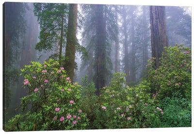 Rhododendron And Coast Redwoods In Fog, Redwood National Park, California Canvas Art Print - Redwood Trees