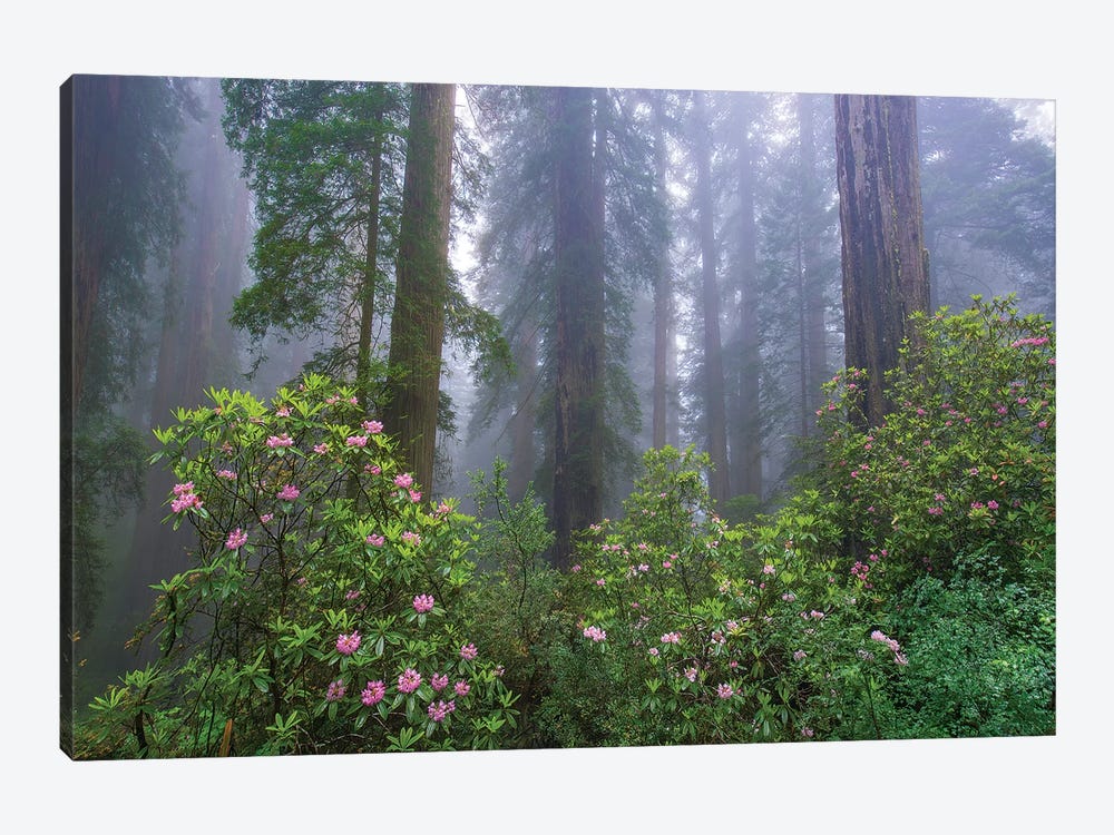 Rhododendron And Coast Redwoods In Fog, Redwood National Park, California by Tim Fitzharris 1-piece Canvas Art