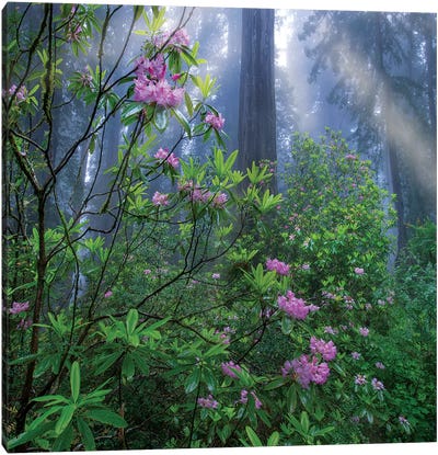 Rhododendron Flowers And Coast Redwoods In Fog, Redwood National Park, California Canvas Art Print - Garden & Floral Landscape Art